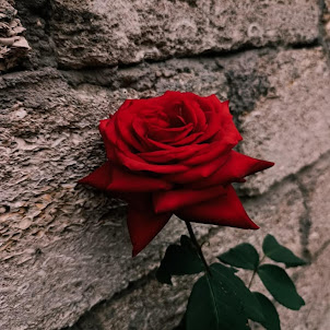 Dorris Hubble — Roses